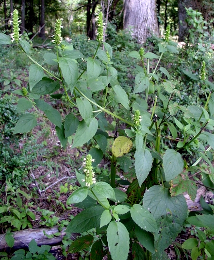 {Agastache nepetoides}